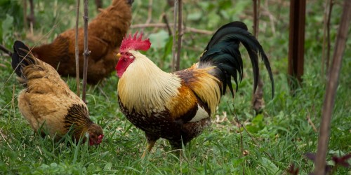 Dornach – Landwirtschaft, wie wir sie leben